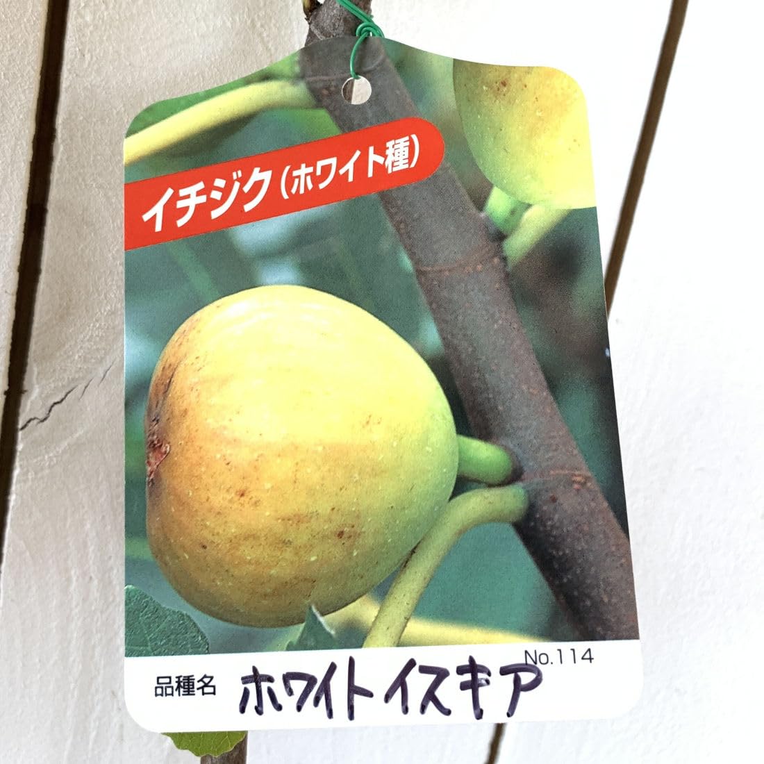 肉まん　イチジク苗木　b いちじく｜ポット苗] ザ・キング 挿し木 2年生苗 | 【モンベル